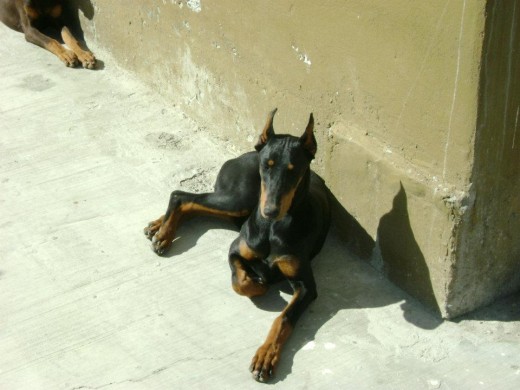 mi pequeña tesa de 5 meses descansando